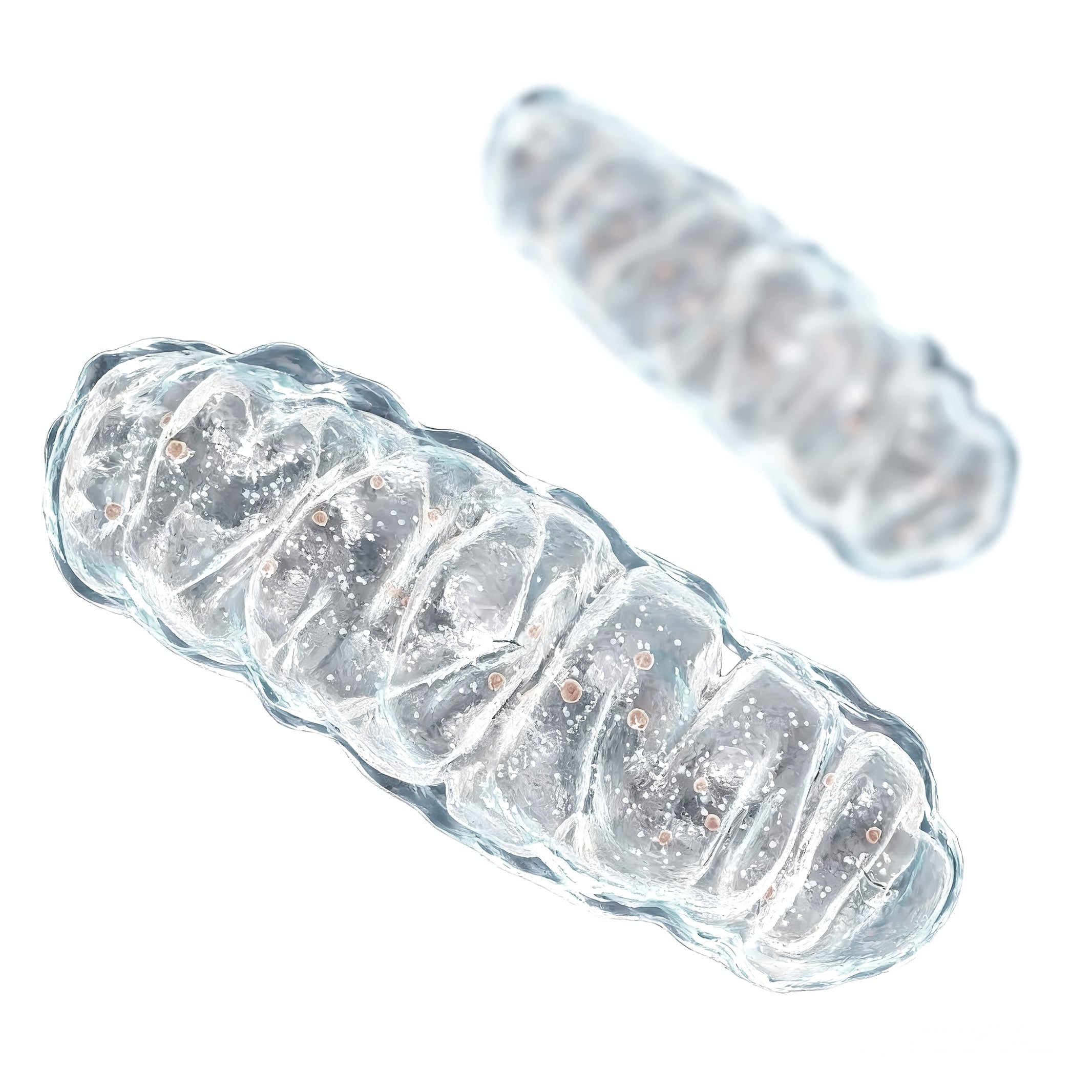 Mitochondria