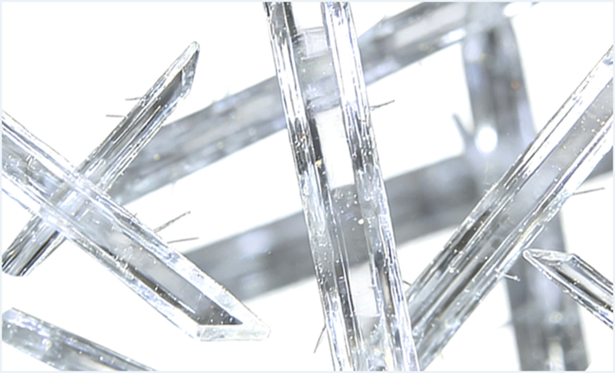 Ergothioneine & Spermidine: 
Targeted Protection & Renewal *