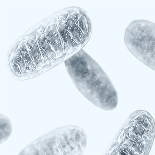 Mitochondrial  Quality Control (MQC)