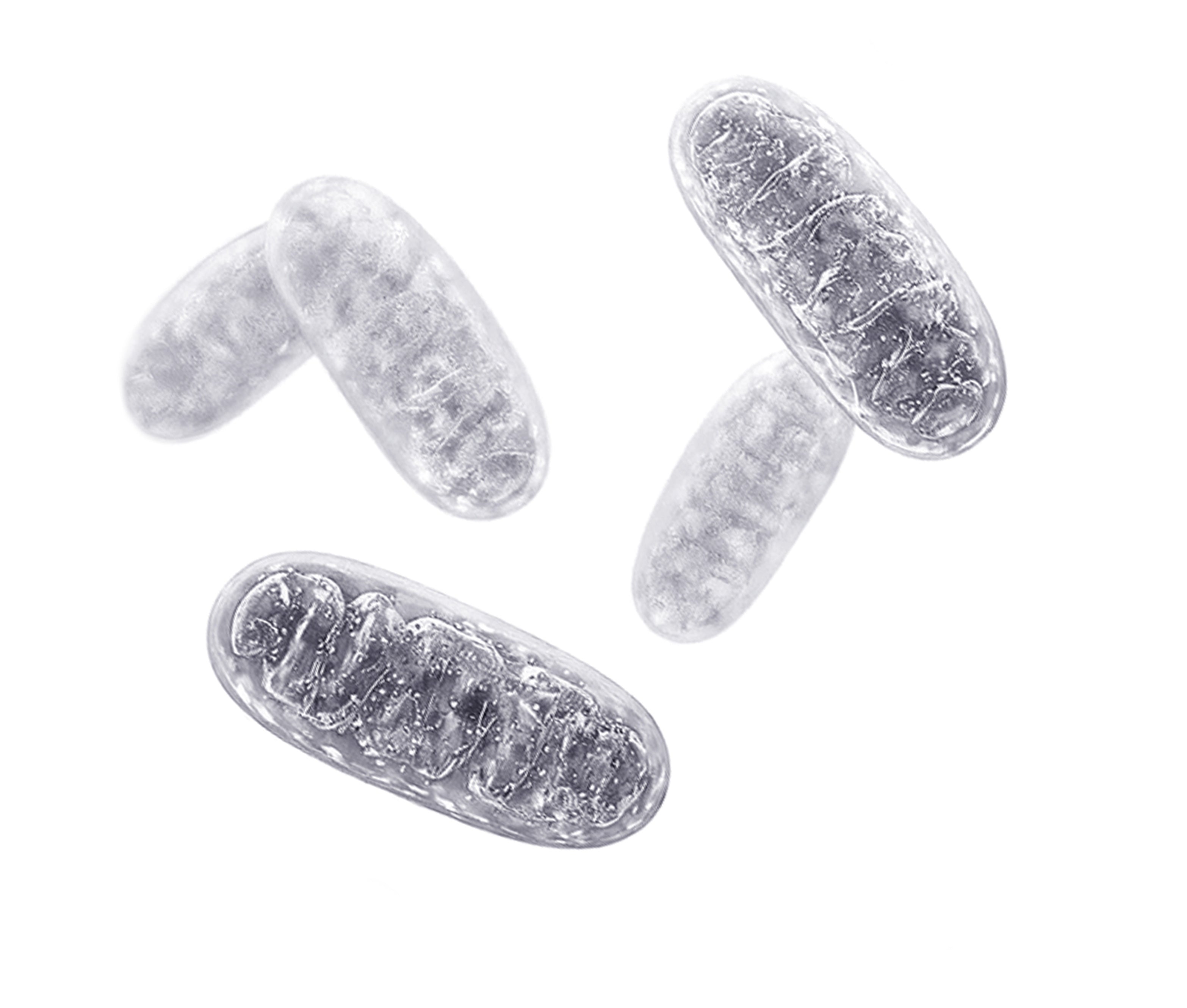 Mitochondria