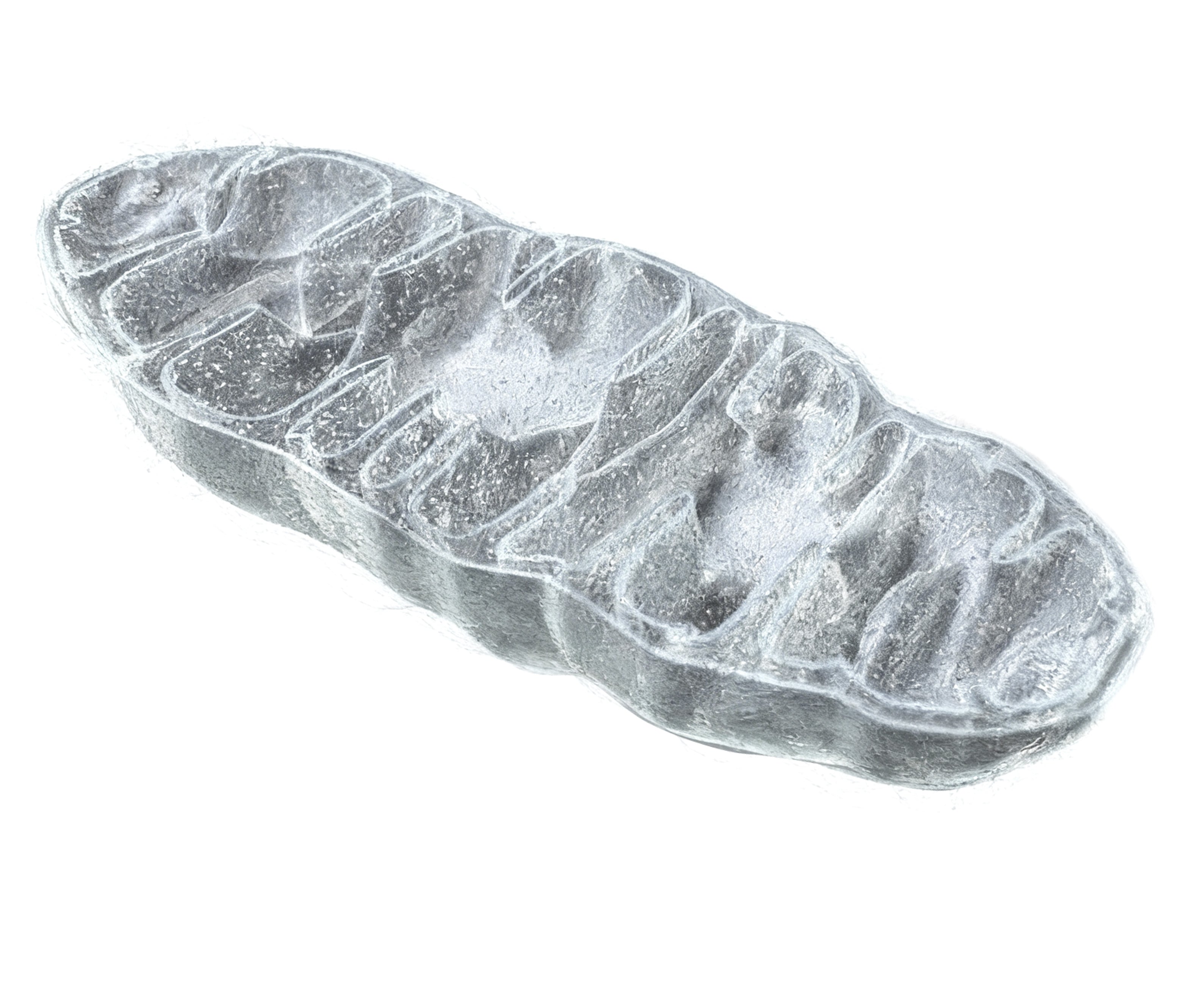 Mitochondria