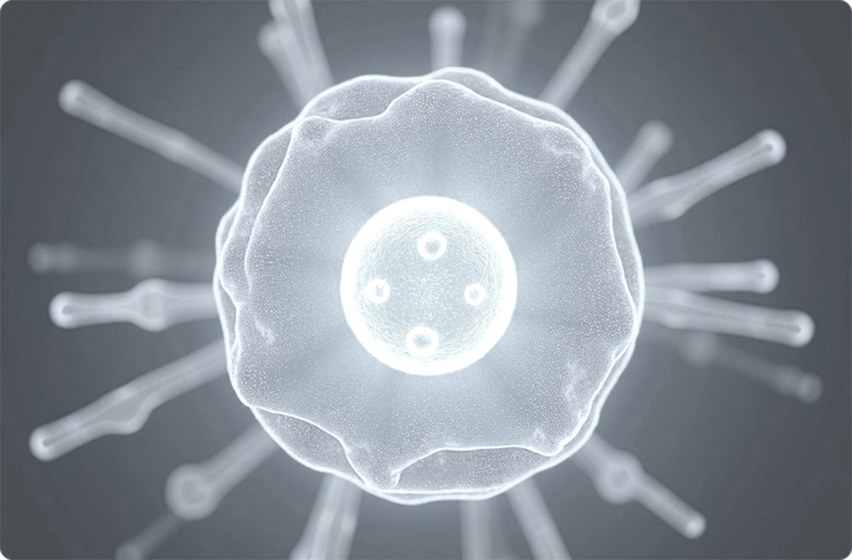 Cellular Structure