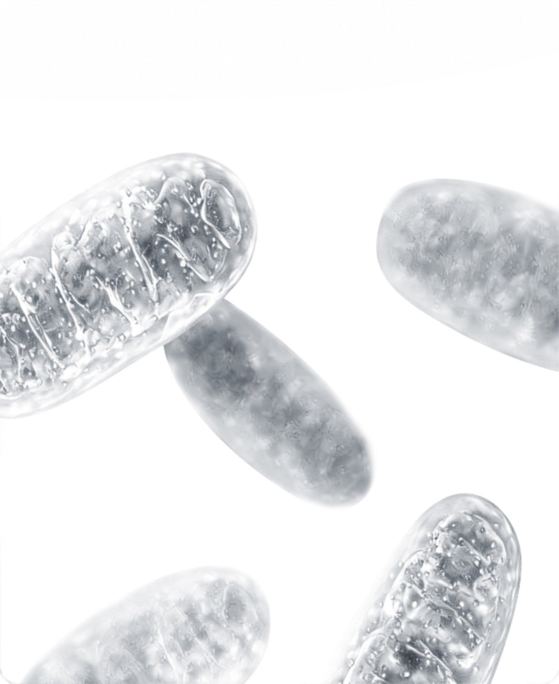 Mitochondrial Quality Control (MQC)